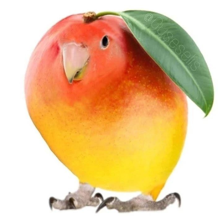 MangoBird second Discord avatar